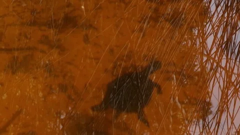 Freshwater turtle swimming close to surface Stock Footage 71416077