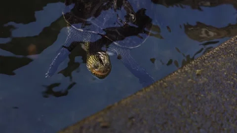 Freshwater turtle swimming close to the surface. Stock Footage 309541779