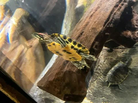 Freshwater Turtle Swimming Gracefully Inside a Glass Aquarium Stock-Fotos