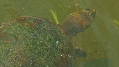 Freshwater Turtle Swimming in Pond Surface With Algae Covered Shell Vidéo 342190612