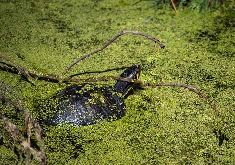 Freshwater turtle swimming through dense green duckweed in pond Stock Photos