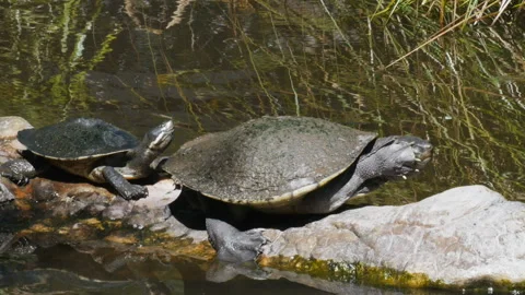 Freshwater turtles Stock Footage 132472478