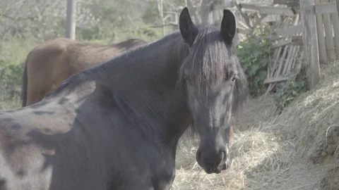Fresian horse looking to the camera Stockbeeldmateriaal 128281699