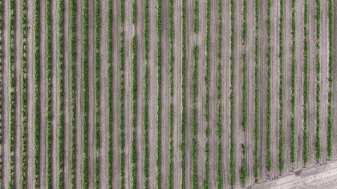 Fresno vineyard rows stretch in perfect symmetry across sun baked farmland Stock Footage 337693835