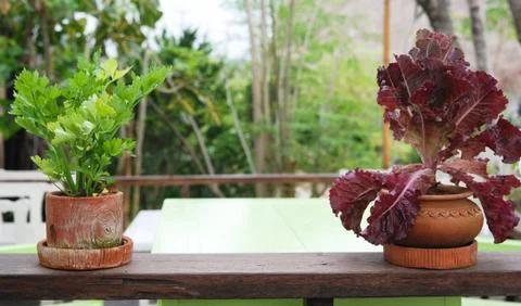 Fress vegetables Stock Photos
