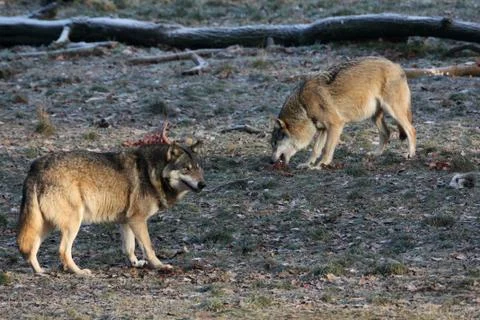 Fressende Wölfe Stock Photos