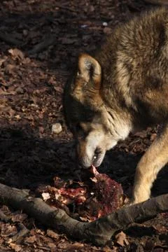 Fressender Wolf Stock Photos