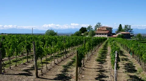 Friaul vineyard estate Stock Footage 60870633