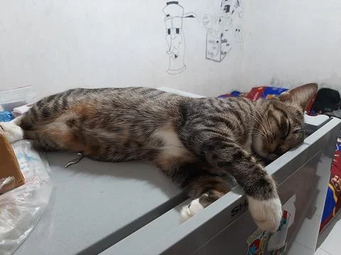 Fridge guard cat Фото