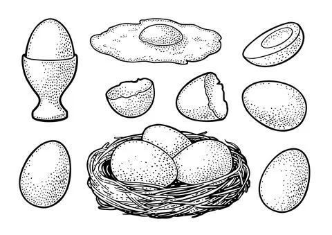 Fried and boiled chicken eggs with broken shell and nest. Vintage black vecto Stock Illustration