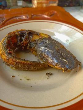 Fried catfish on a ceramic plate Stock Photos