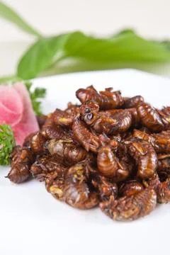 Fried cicada Stock Photos