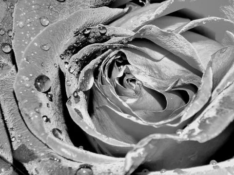 Fried coffee beans close-up Stock Photos