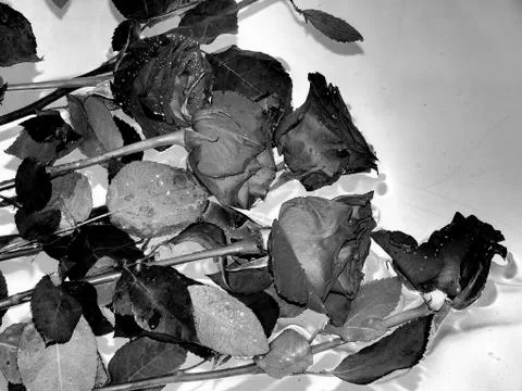 Fried coffee beans close-up Stock Photos