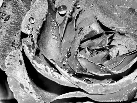Fried coffee beans close-up Stock Photos