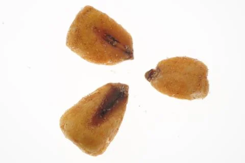 Fried corn snack Stock-Fotos