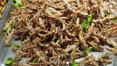 Fried Crickets Display At Night Market Stock Footage 345444349