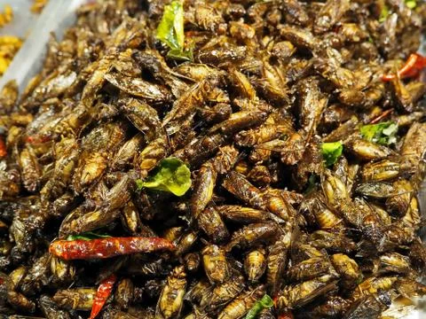 Fried Crickets Stock Photos
