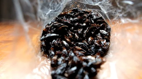 Fried crickets in plastic bag. Cooked insects Stock Footage 119696967