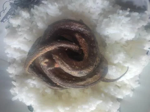 Fried eel Stock Photos