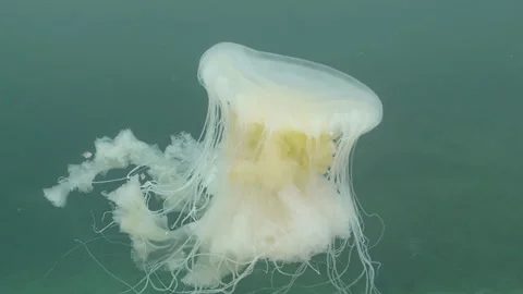 Fried egg floating with medusa fish Stock Footage 326167743