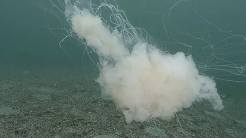 Fried egg jelly fish in current with medusa fish Stock Footage 326167867
