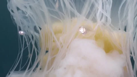 Fried egg jellyfish close up Stock Footage 326167691