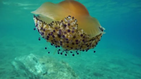 Fried Egg Jellyfish Stock Video Footage Royalty Free Fried Egg Jellyfish Videos Pond5