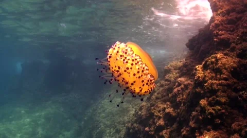 Fried egg jellyfish drifting along reef close to the surface in the Stock Footage 146348271