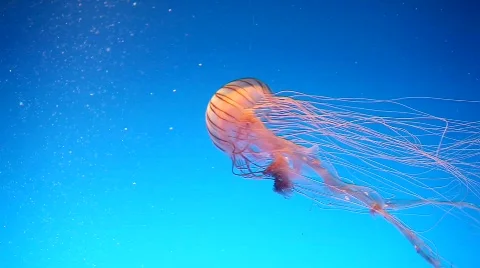 Fried Egg Jellyfish  Stock Footage 668510