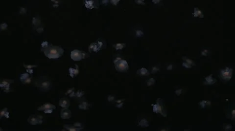 A fried egg jellyfish . Stock Footage 12228201