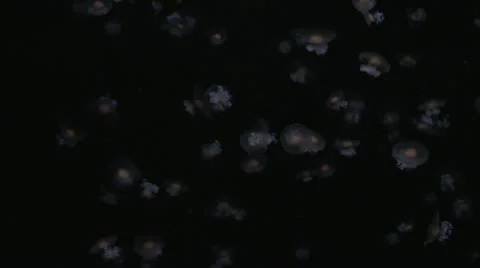 Fried egg jellyfish Stock Footage 12228212