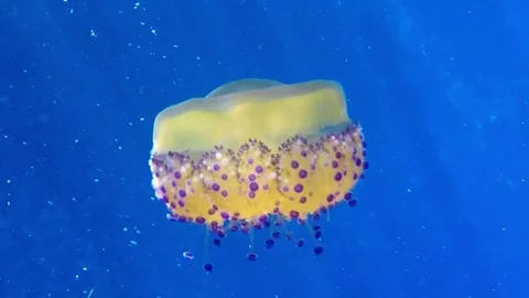 Fried Egg Jellyfish Slow-motion in Gozo, Malta, 720p Stock Footage