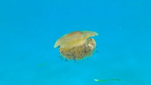 Fried egg jellyfish in Spain 4K Stock Footage 138083254