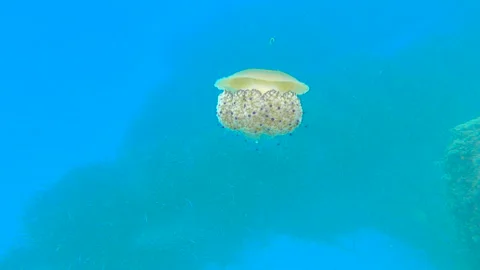 Fried egg jellyfish in Spain 4K Stock Footage 138083266
