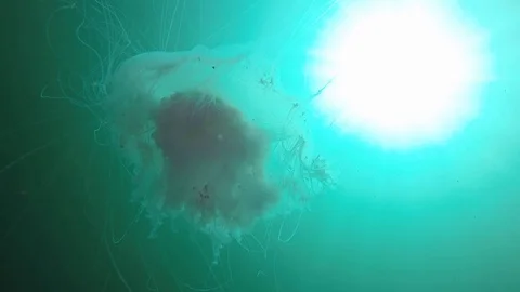 Fried egg jellyfish with sunshine background Stock Footage 88197363