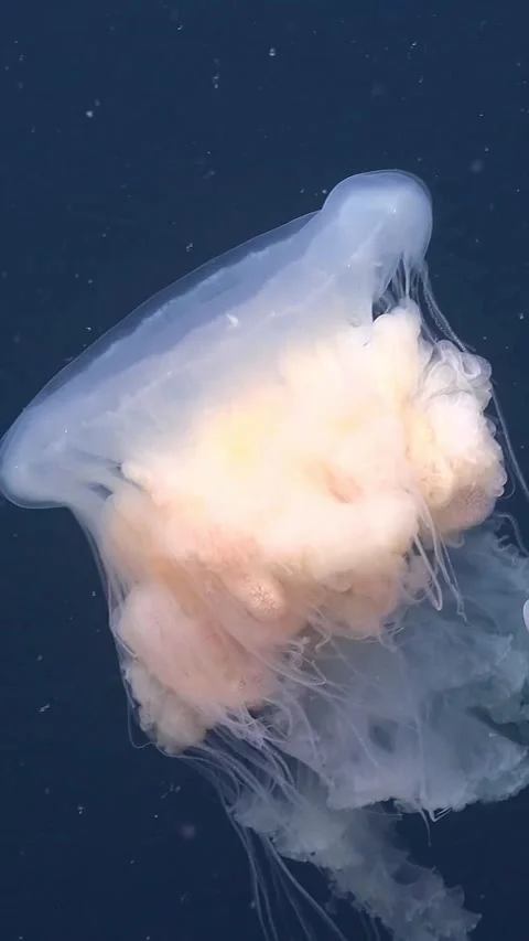 Fried egg jellyfish swimming in the deep sea 库存影片 334305558