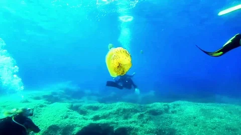 Fried Egg Jellyfish.MOV. 스톡 동영상 96423298