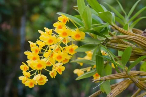 Fried egg orchid Stock Photos