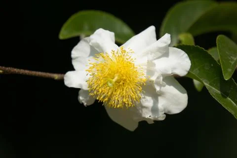 Fried Egg Tree or  Oncoba spinosa Forssk. Stock Photos