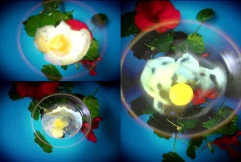 Fried eggs and flowers Stock Footage 283239