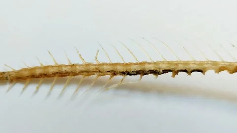 Fried fish bones on a white background Stock Footage 313644911