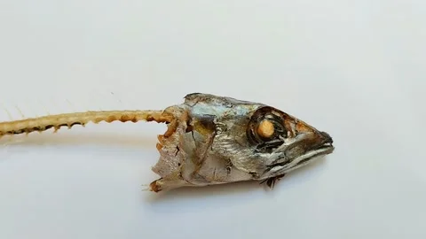 Fried fish bones on a white background Видео 313644982
