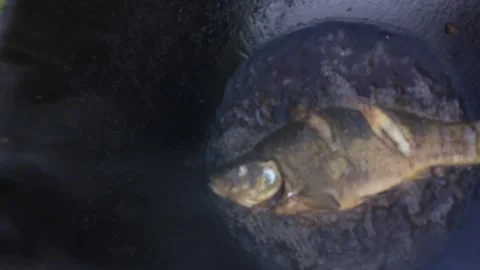 Fried fish Stock Footage 199814849