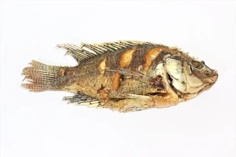 Fried fish. Stock Photos