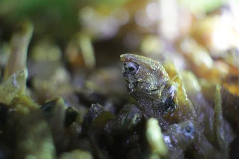 Fried fish Fotos de archivo