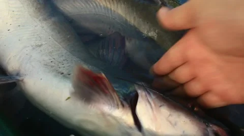 Fried fish processing Stock Footage 54678773