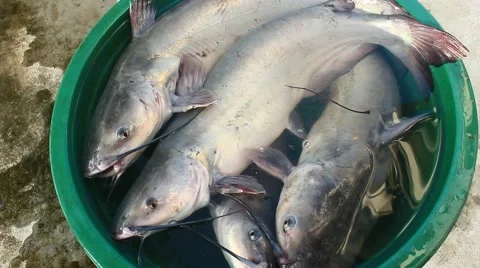 Fried fish processing Video stock 54680065