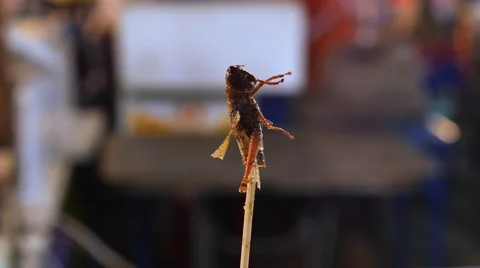 Fried Grasshopper to eat Stock-Footage 56439749