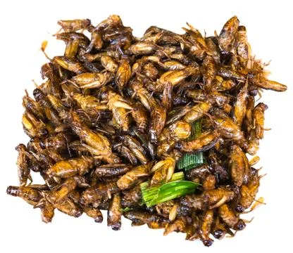 Fried grasshopper, fried insect, Thai food Stock Photos